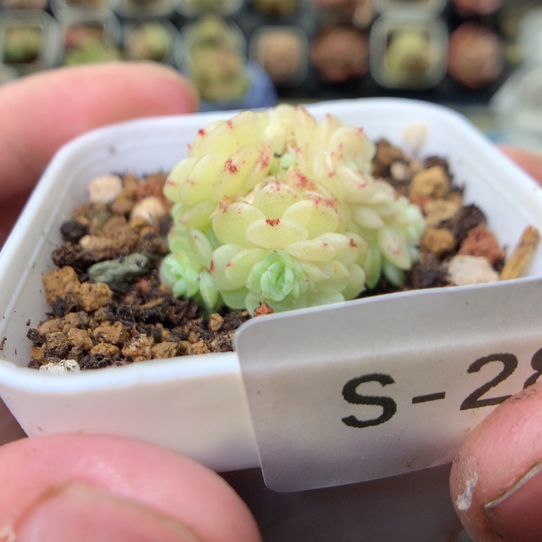 S28y y y y y y y y y y