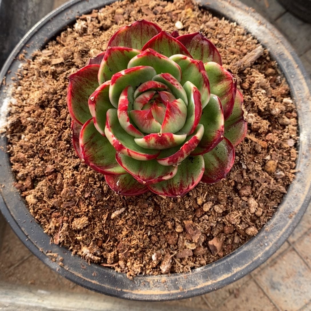 曾***节        65。       