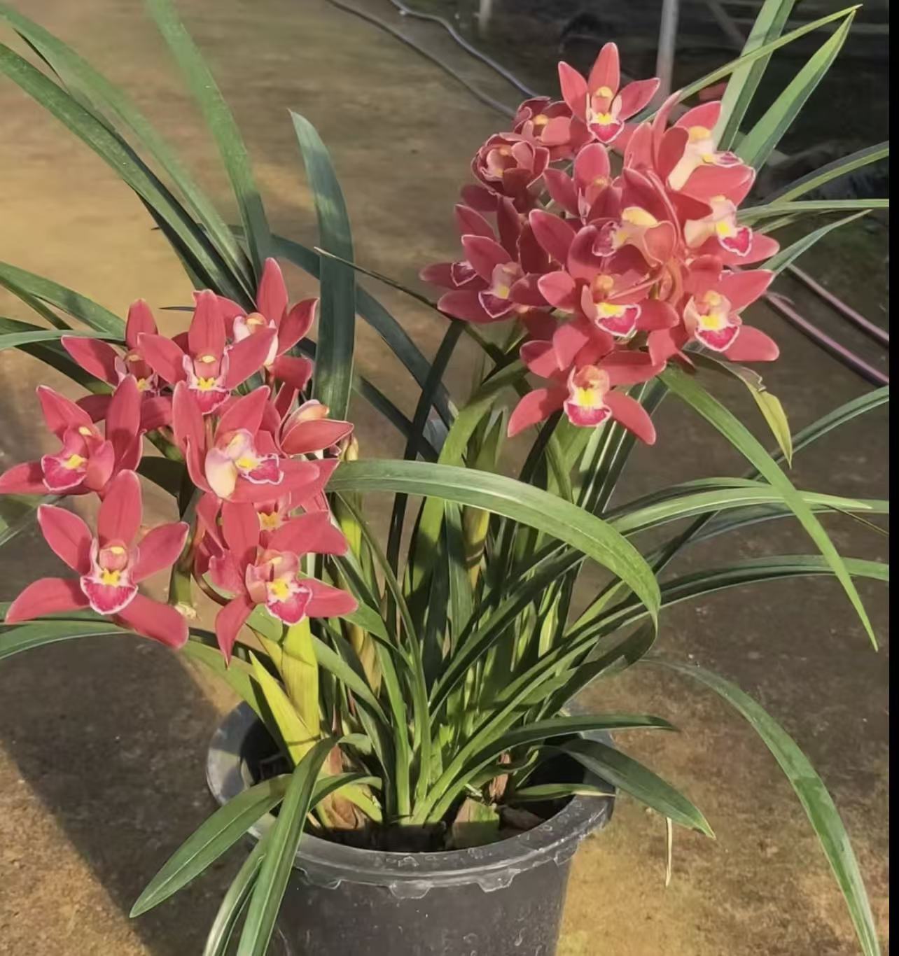 大花蕙兰年宵花室内外好养易活绿植花卉盆栽(零下地区需拍保温棉