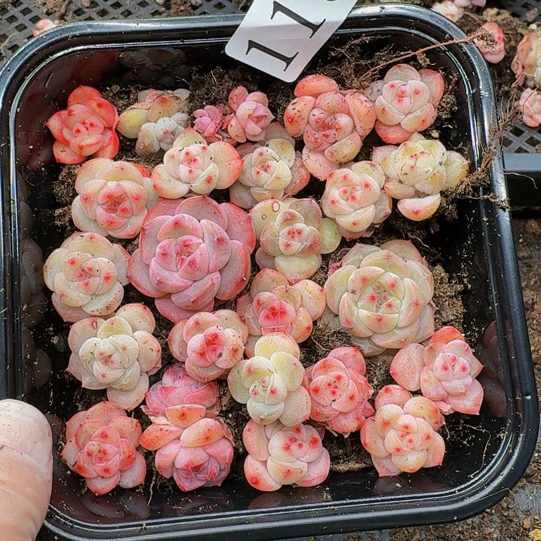 多肉植物多肉植物115