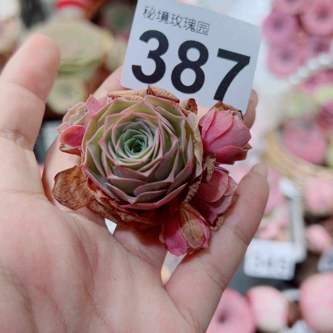 387水蜜桃杂群。         