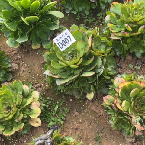 007万拉丝不包断枝