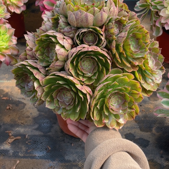 185万拉丝法师多肉断枝不售后