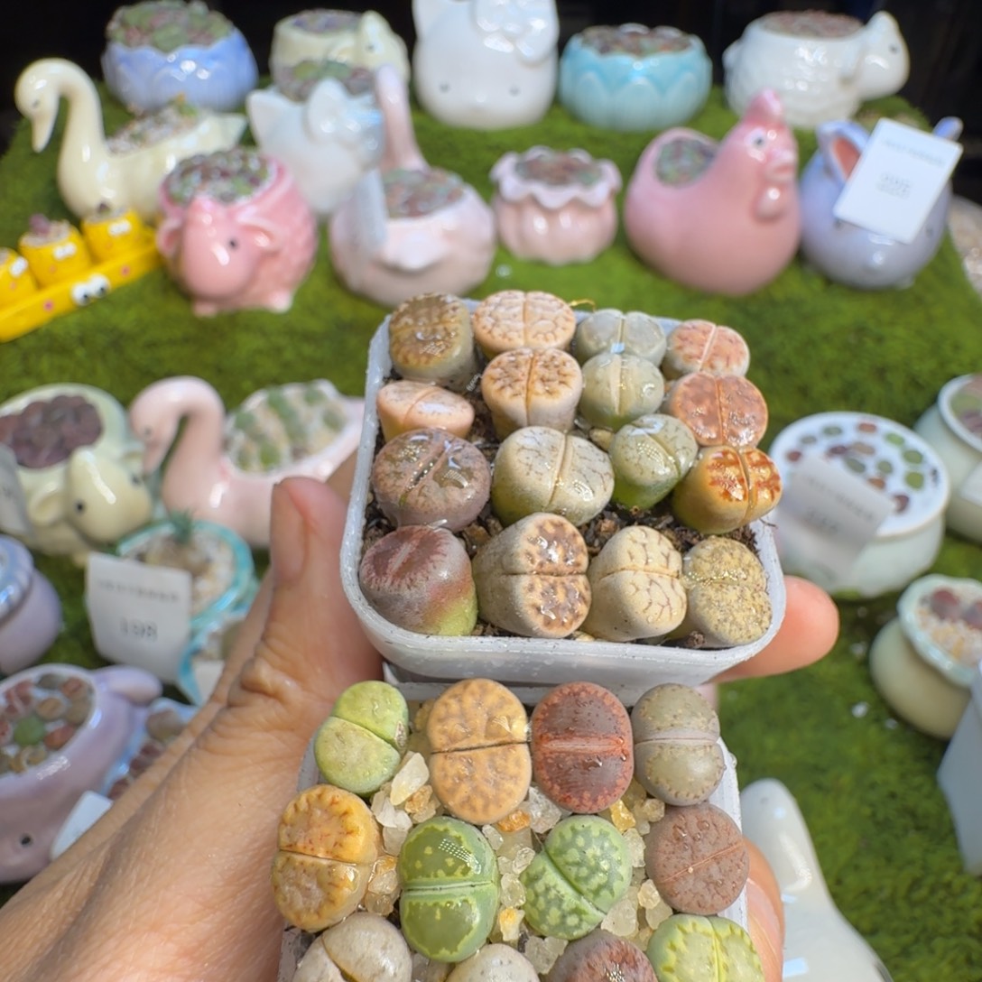 咦***哈多肉植物福利冲260