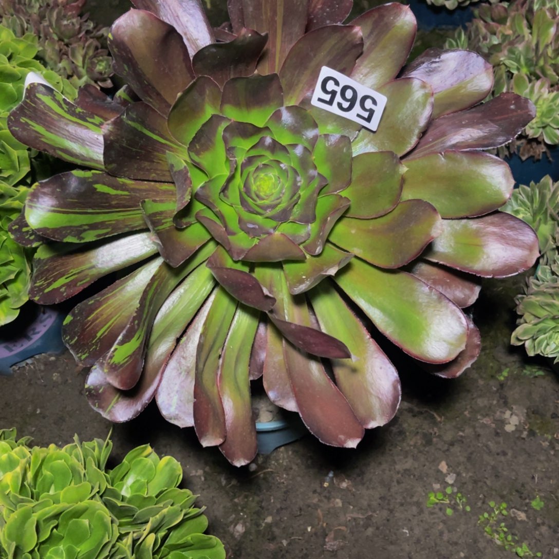 巫毒法师26/-4包邮