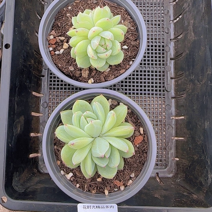 花时光精品多肉123