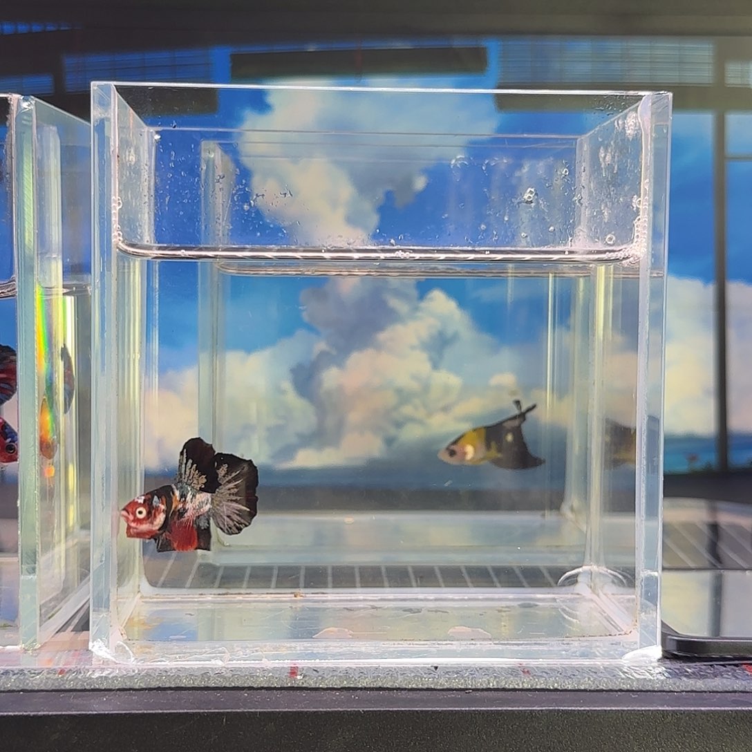 斗鱼精品高端vip斗鱼马来vip