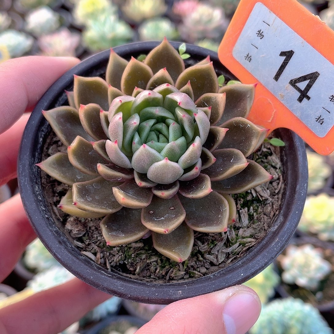 金色传说14号多肉植物