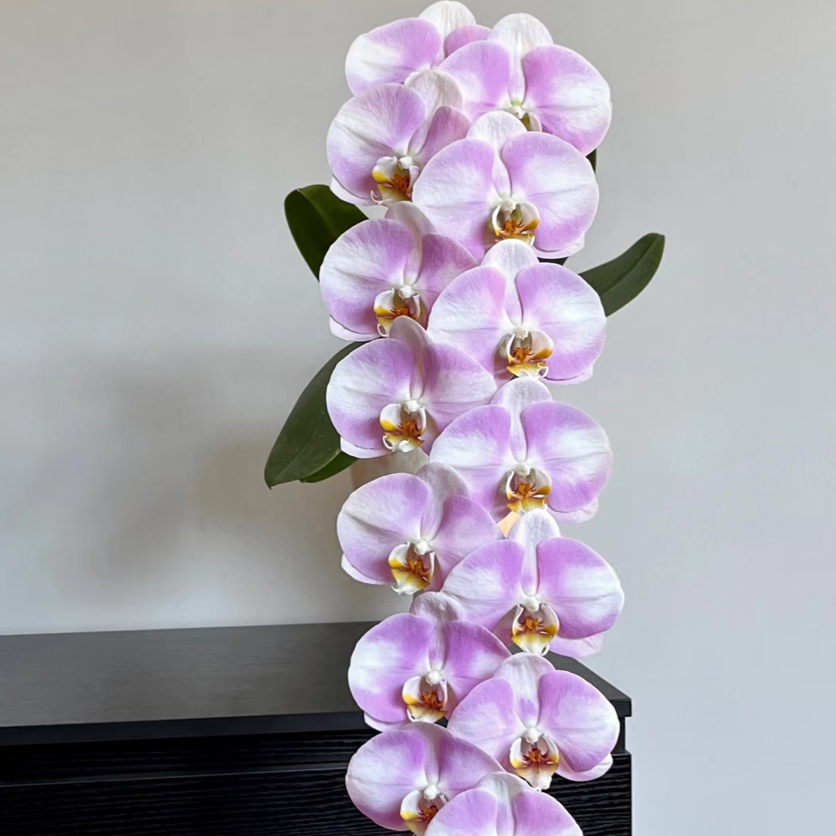 【明星】3.5寸 带花全花