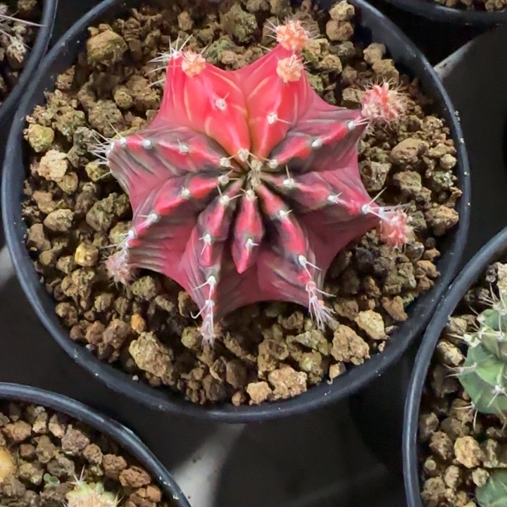 花*7-0118彩虹梦泰国发货多肉