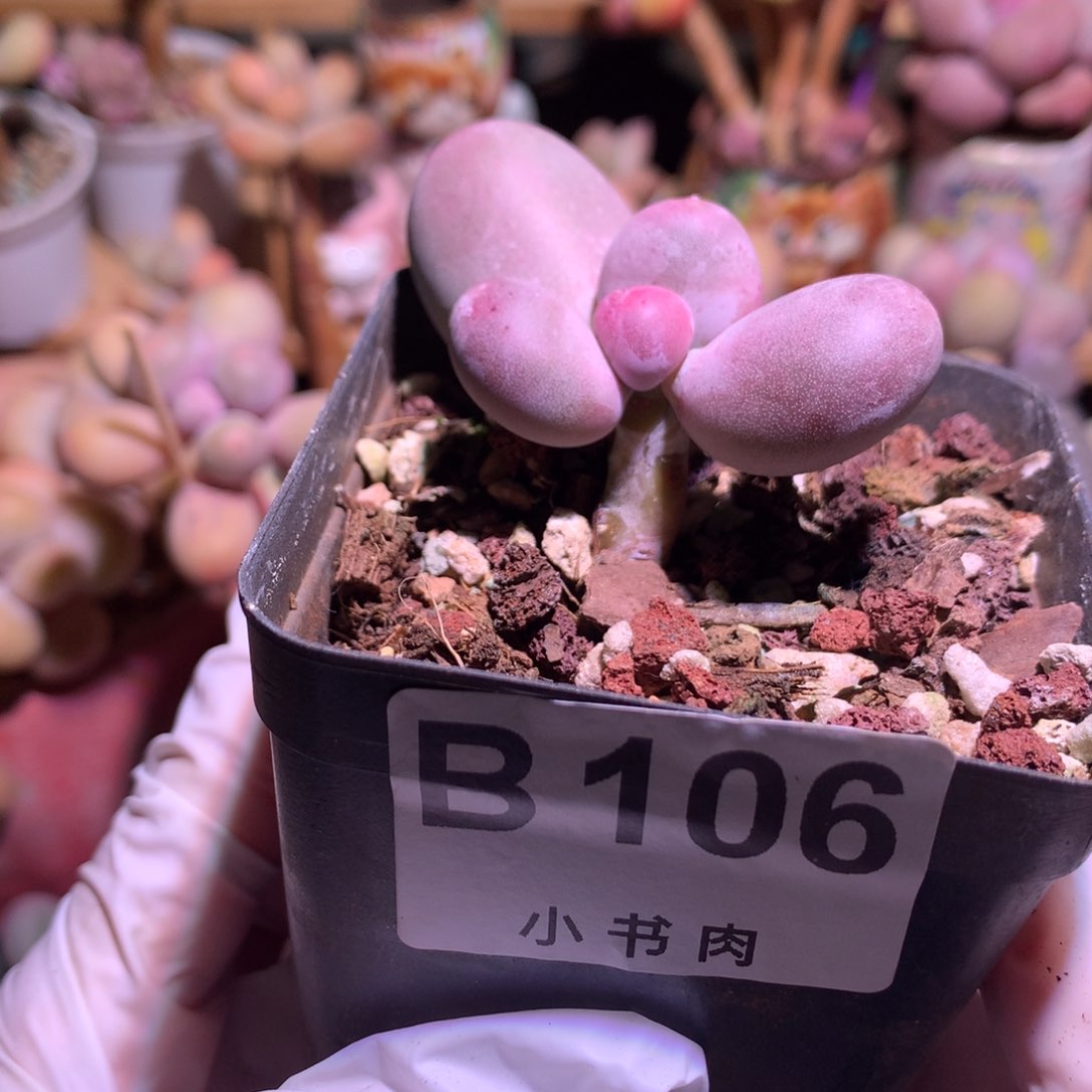 106 紫米可 圆圆的