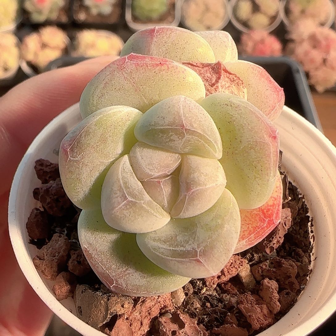 多肉1128-178冰玉双头