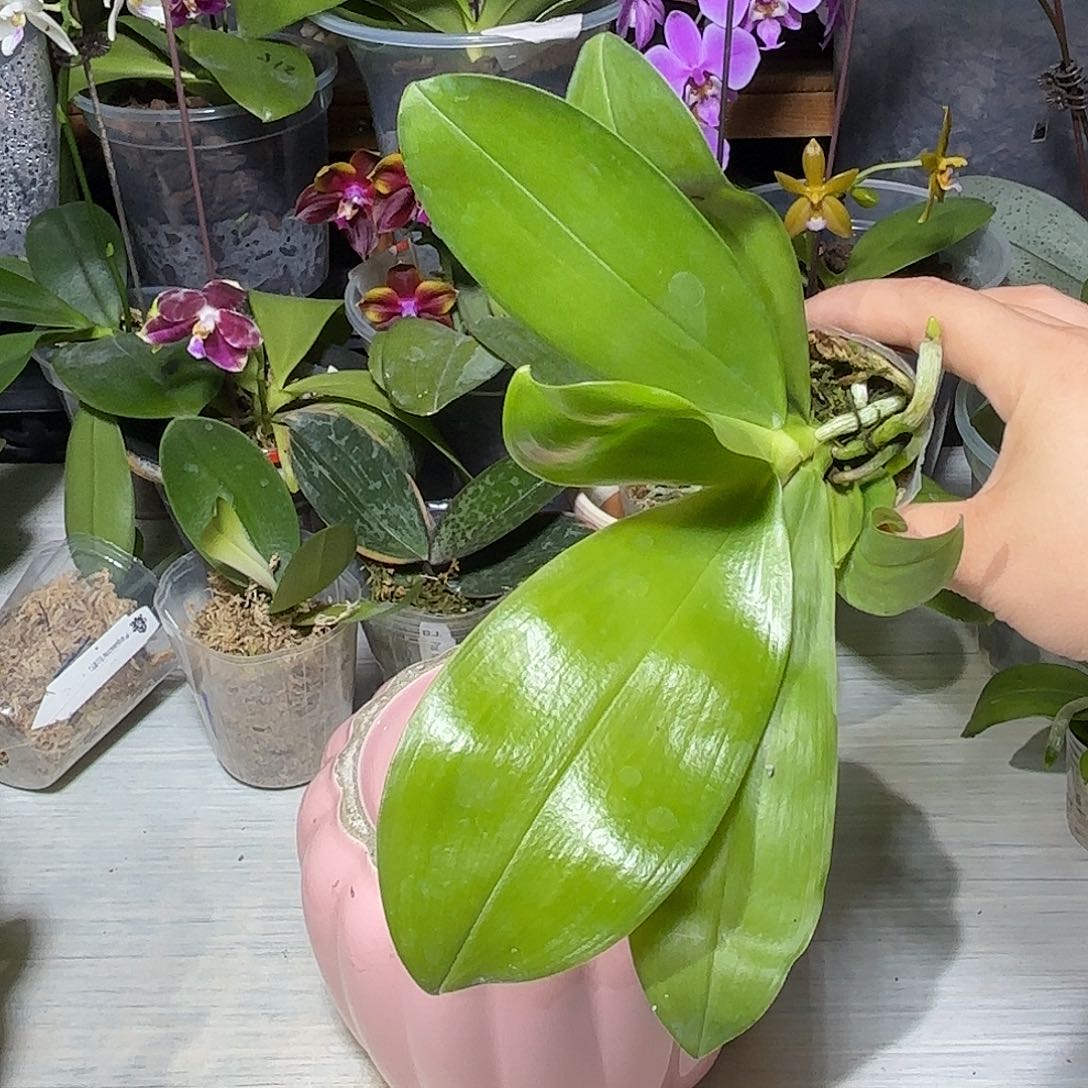 海***石当前无花栽培后可以开花粉红啵啵