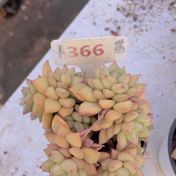 健健康康平平安安