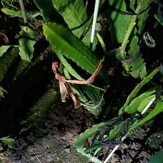 鸣***鸣完全开放令箭何花东北小粉