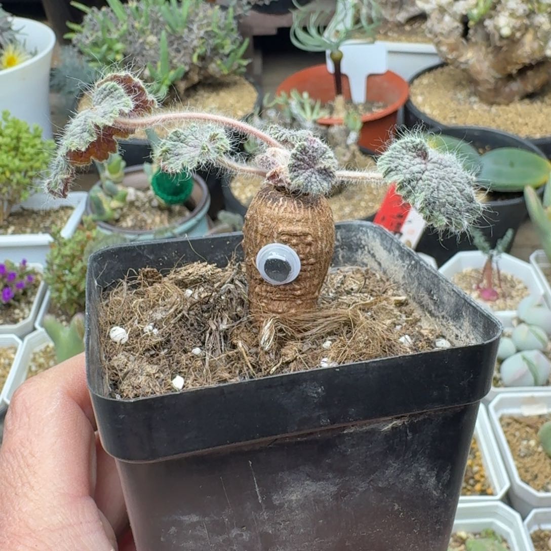 圆叶洋葵多肉。