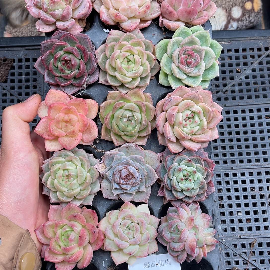 多肉一物一拍29-57