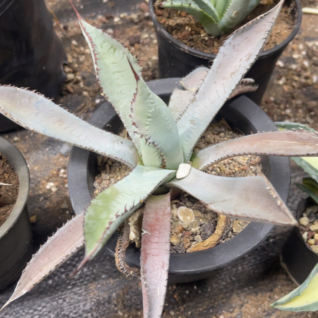 呱哒龙舌兰龙舌兰系列