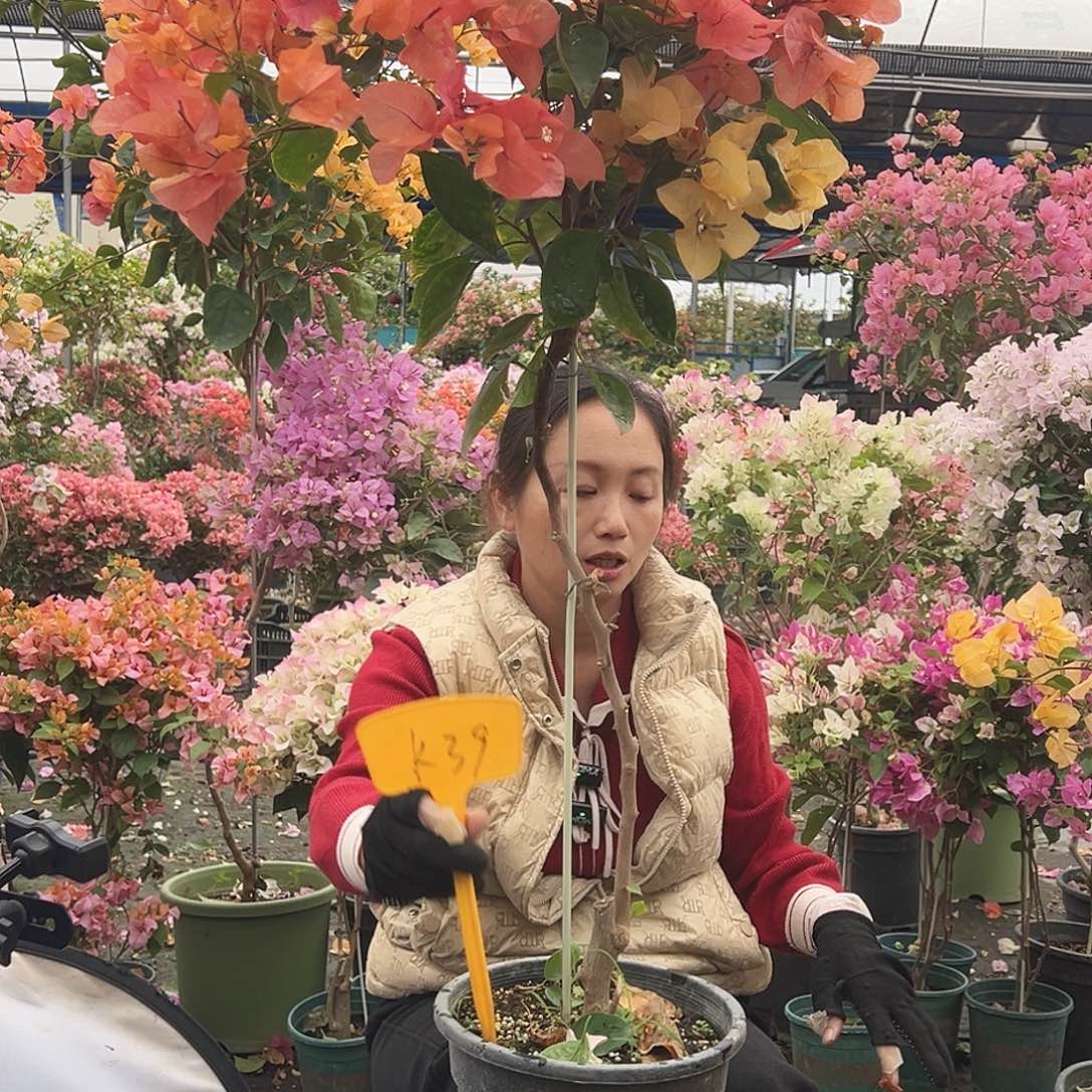 科***仔大部分花苞少量开放K39阿达纳