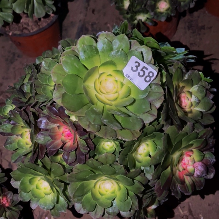 358花月夜科技锦多肉植物不售后