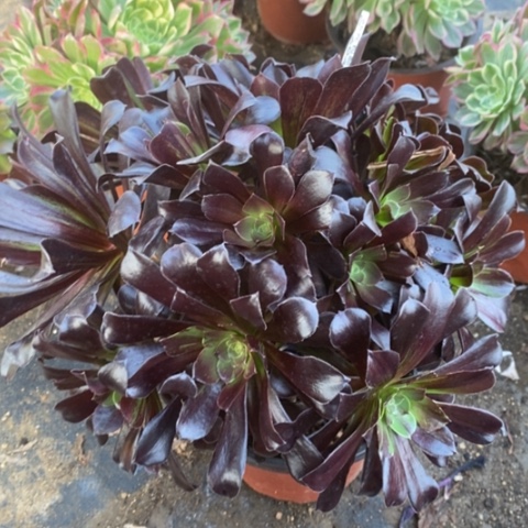 694欧若拉满25包邮多肉