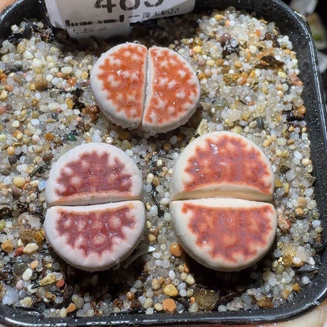 Sss清仓便宜出465