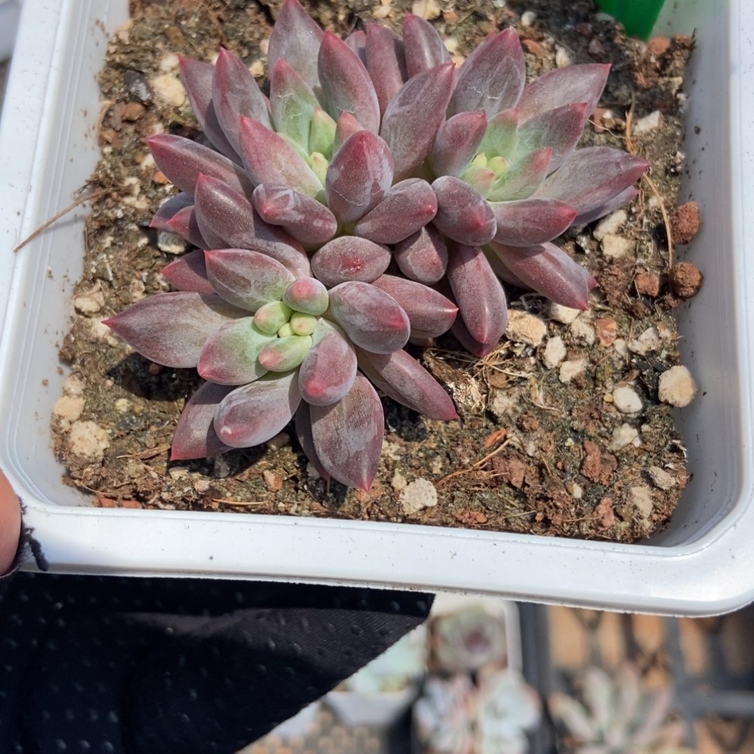 927车厘子多肉植物保护研究所