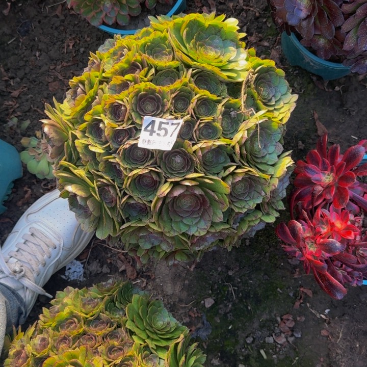 拉丝花29-34包邮花花