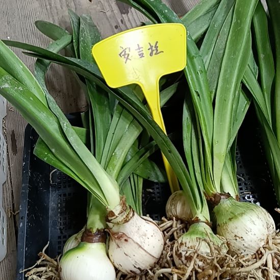 无花朵安吉拉5-6发二个