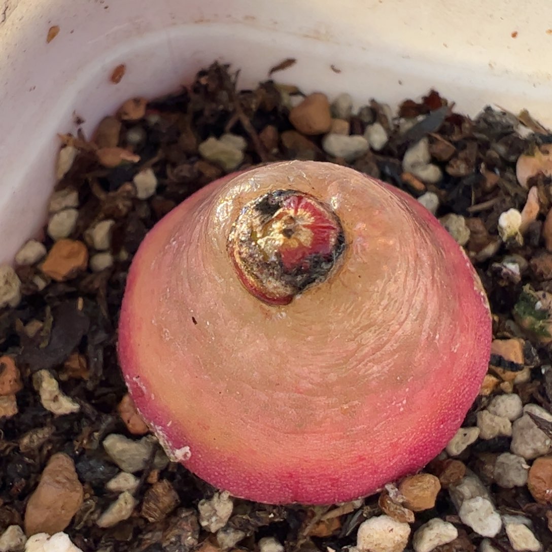 灯泡2厘米多肉植物百科