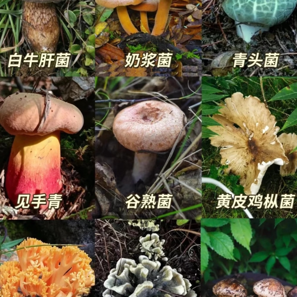 深山山货 甄选 代拍链接-非香菇