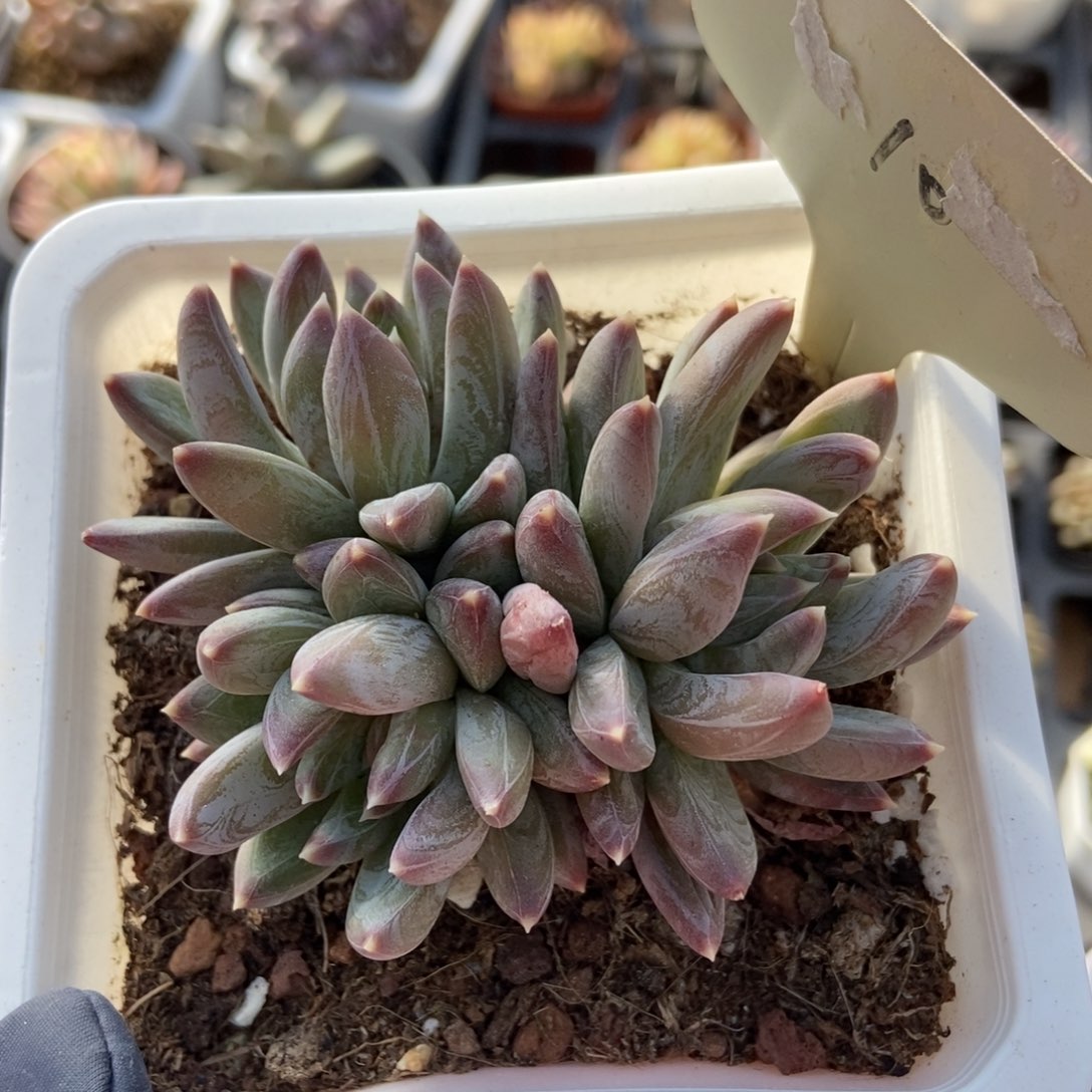 10水晶蟹爪多肉植物