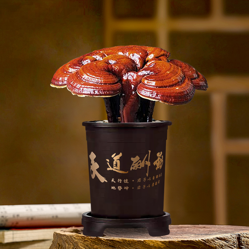 【灵芝 带盆带土】活体赤灵芝盆栽 室内客厅办公桌面老桩盆景