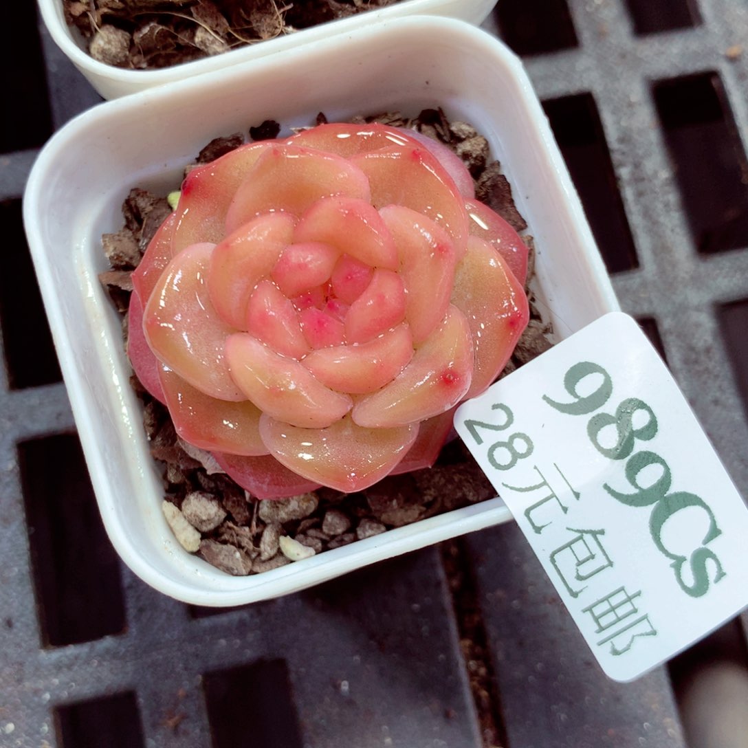 5厘米盆精控多肉989