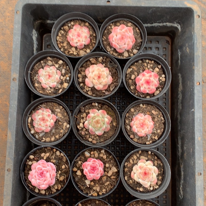 精控溏心一物一拍