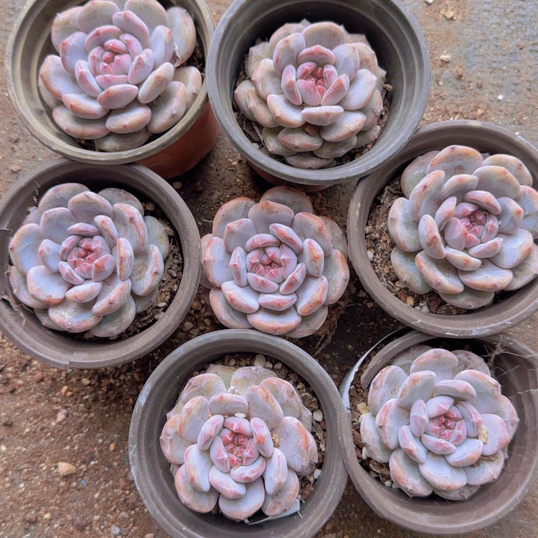 九厘米盆石榴籽十棵多肉