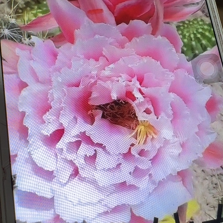 大仙女侧芽5公分左右毛花柱