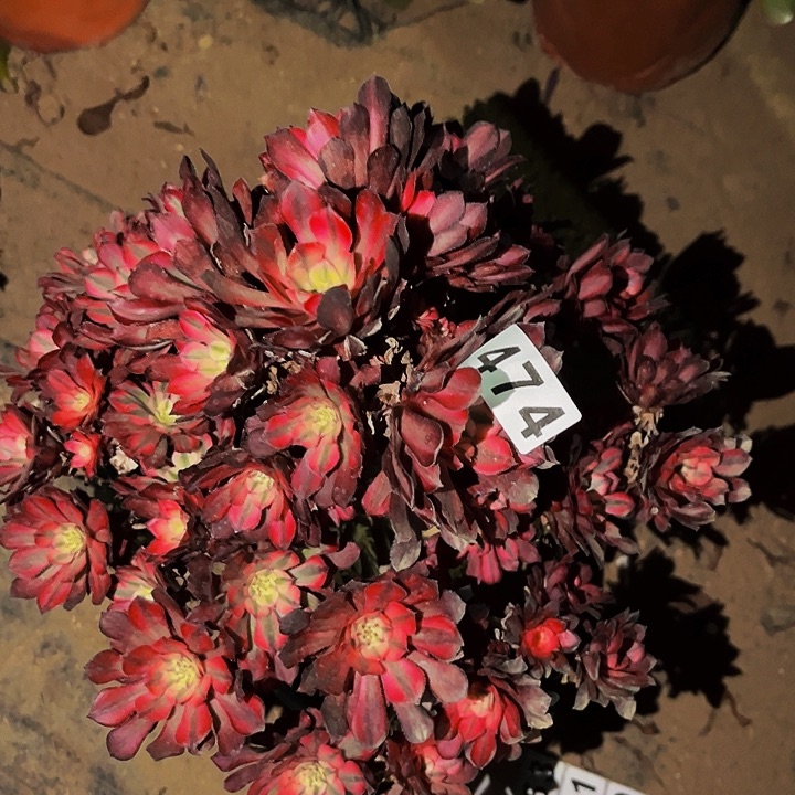 474粉铜锦多肉植物处理不售后砍头