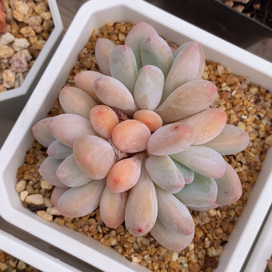 一物一拍精品多肉_29