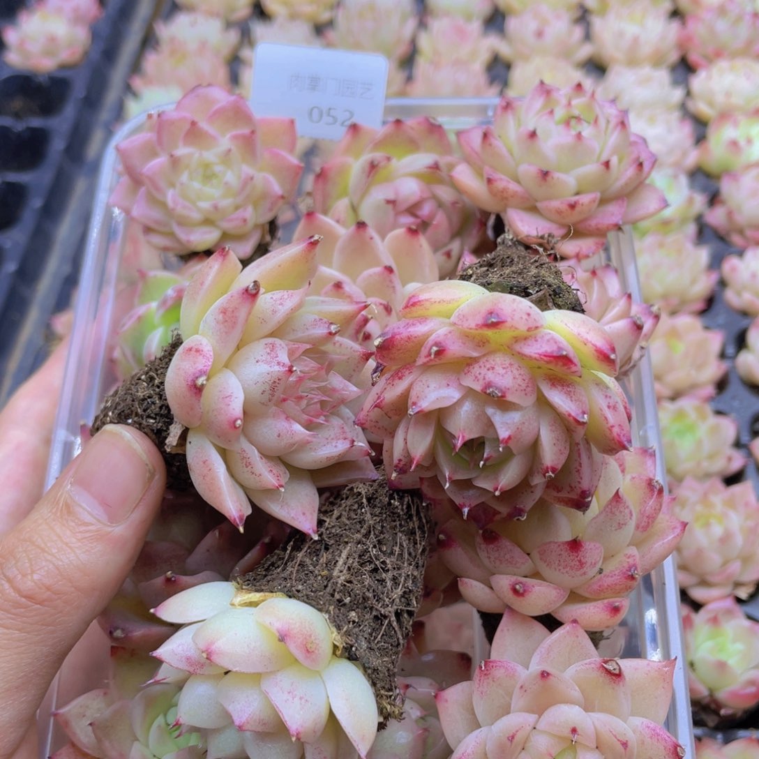 开心快乐幸福052