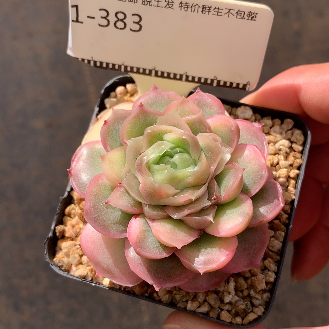 水晶虾饺母本老桩58包邮