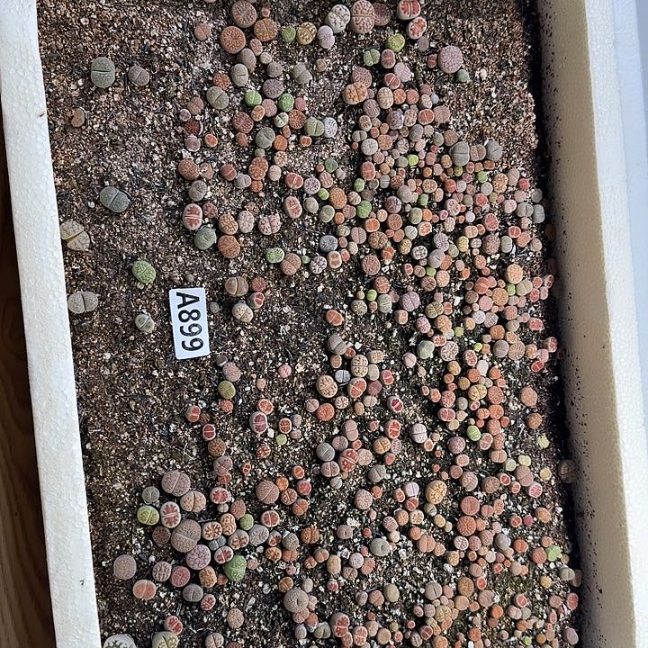 生899石花整筐脱土发货