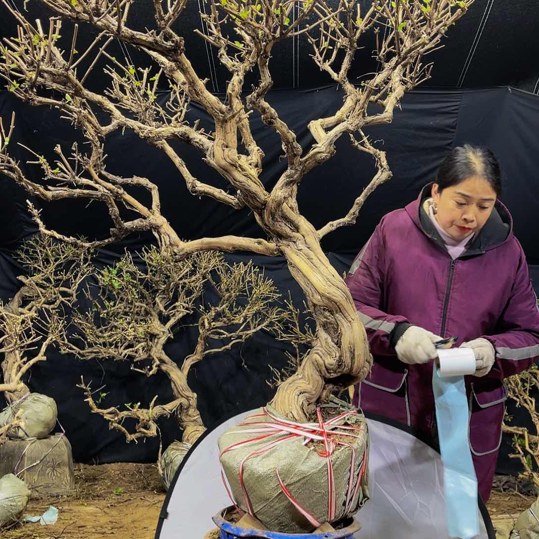 金银花的故事是一个人