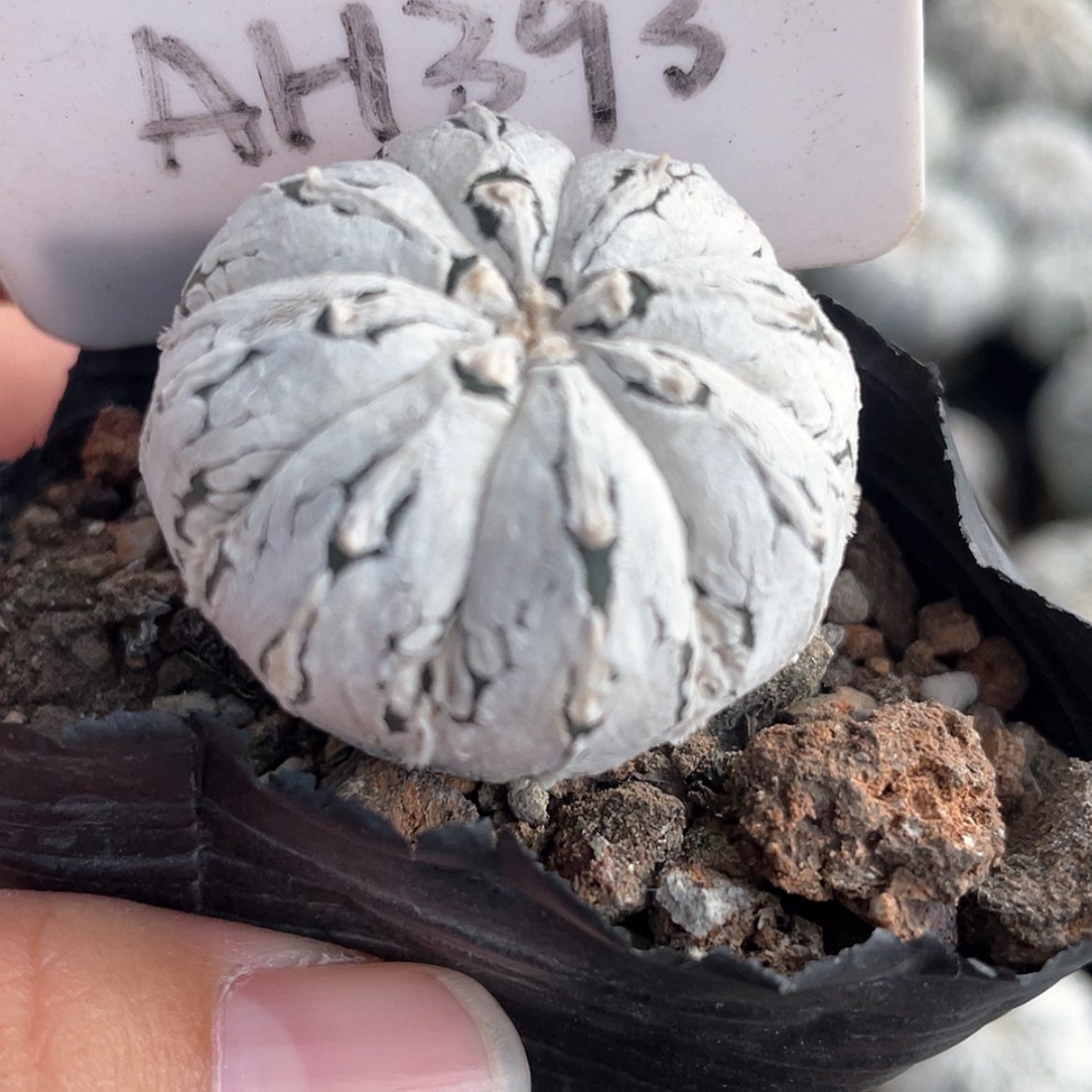 【闪购商品】浓白兜