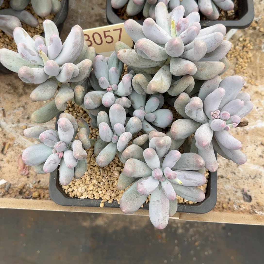 小***卿3057。      米可奶多肉