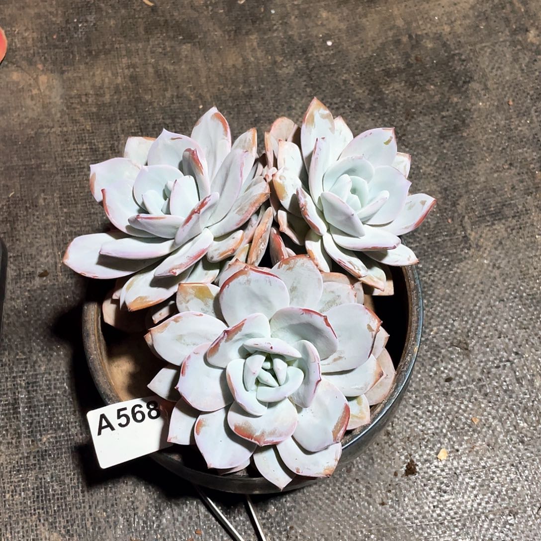 1***6568多肉植物多肉植物