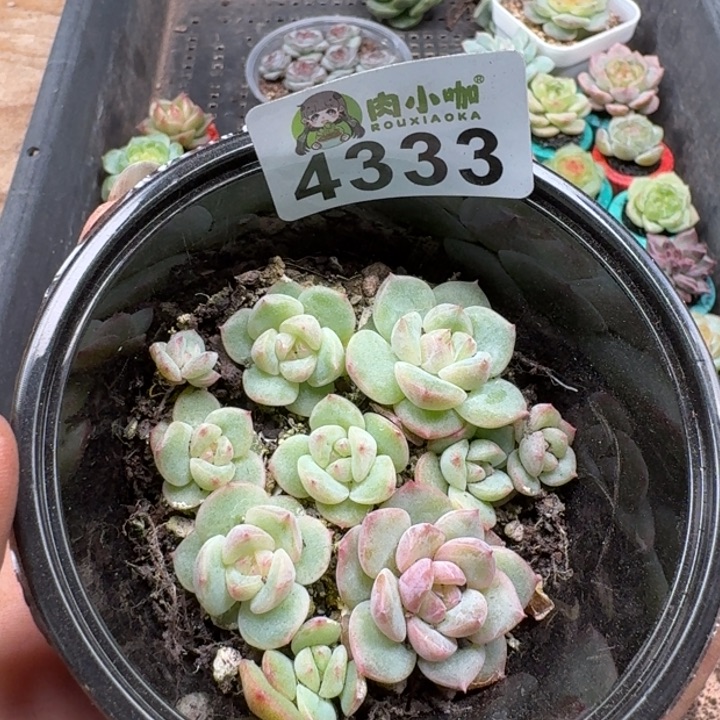 多肉植物多肉植物