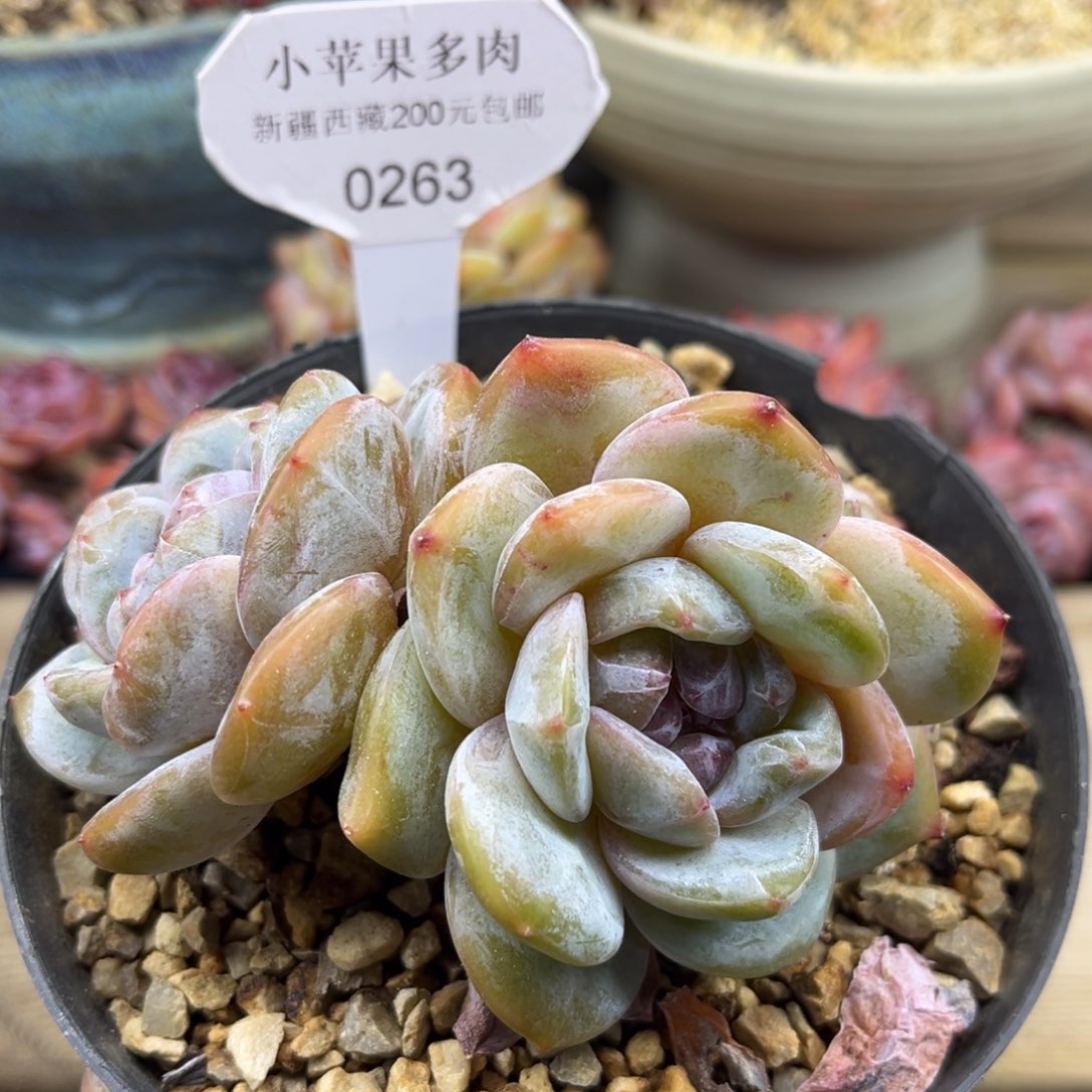 绿底紫心263/10cm3头