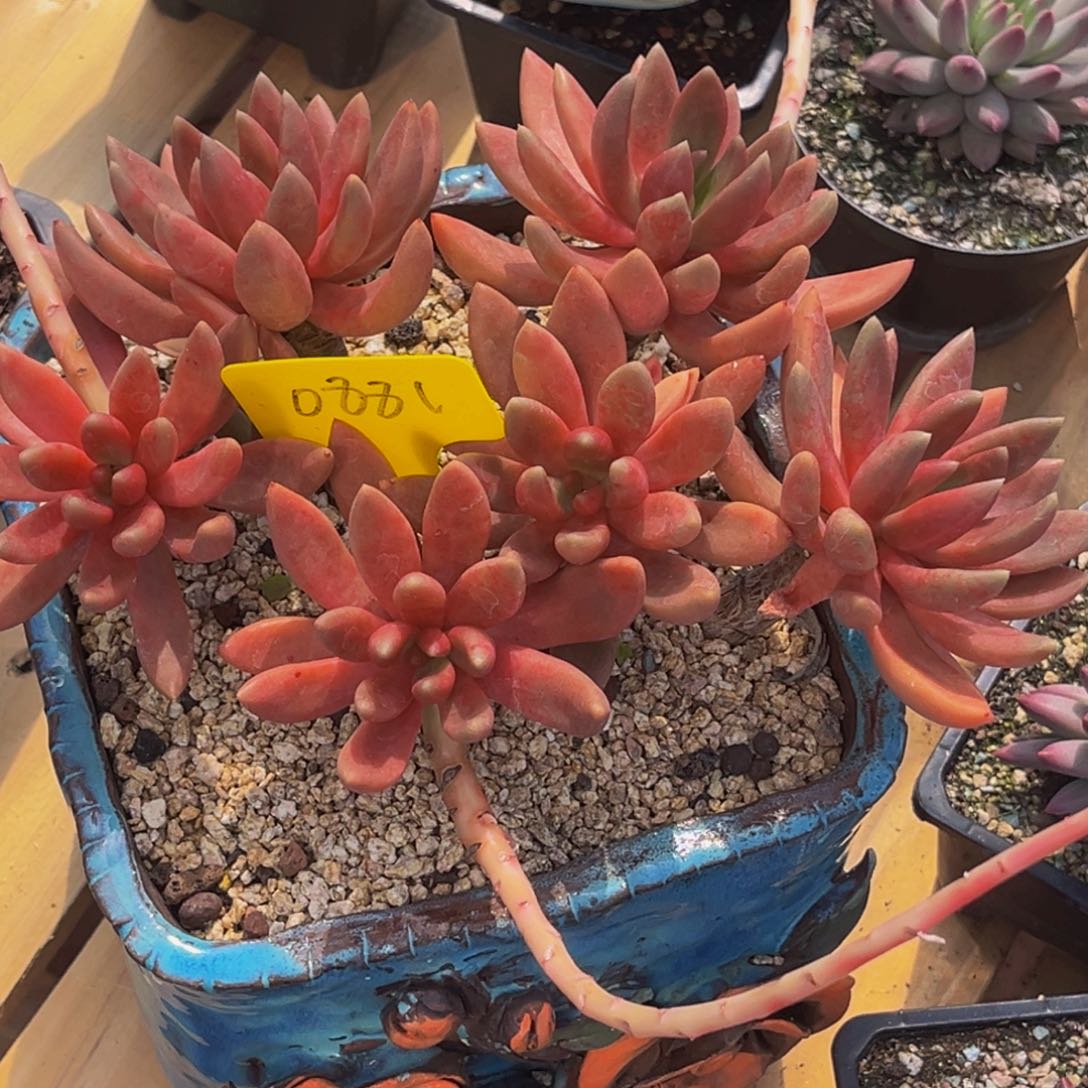 0881号上午多肉植物群生多肉