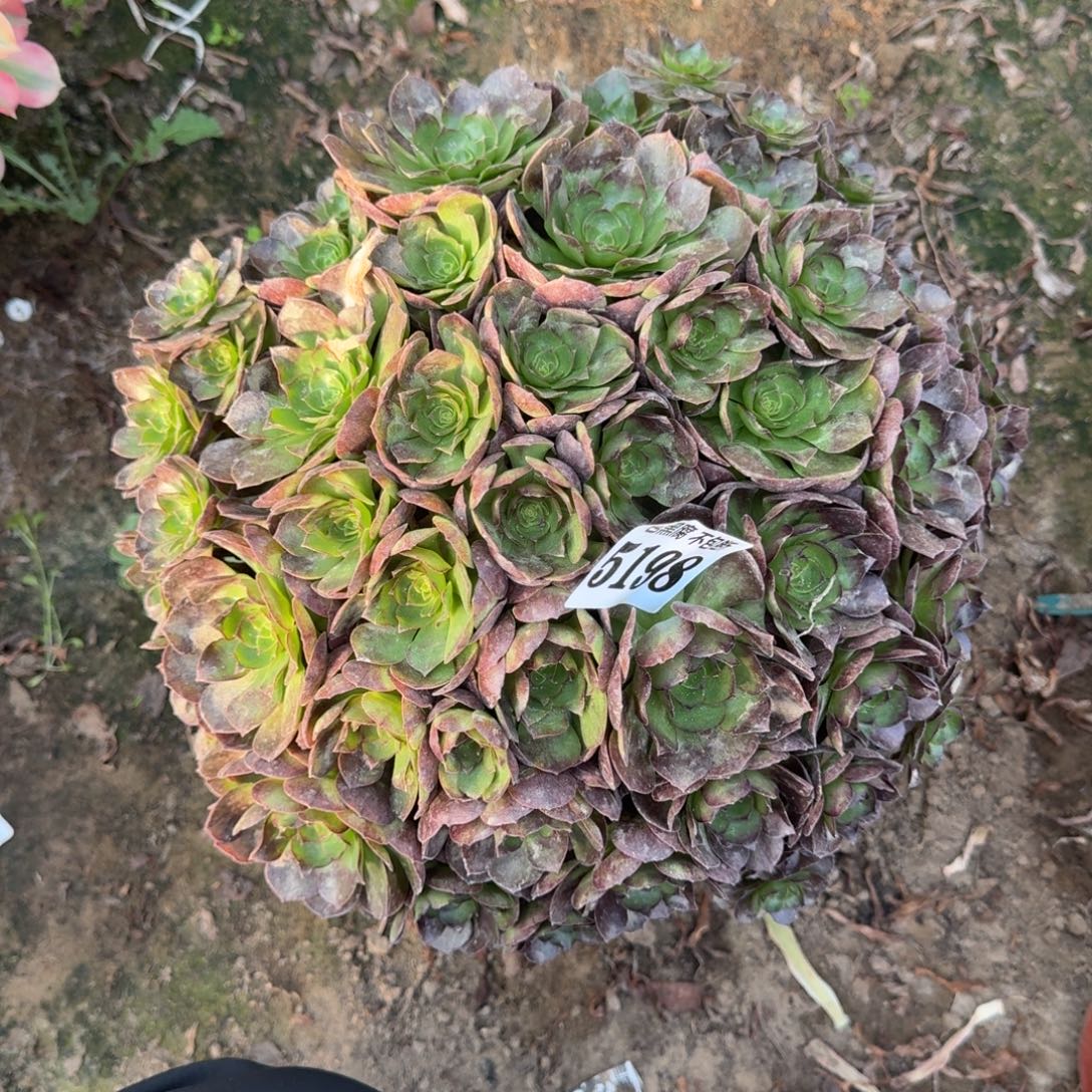 法师黑魔5198 18-5